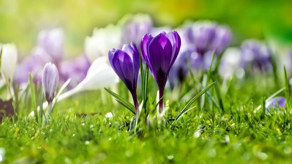 One Long Year in Suffolk